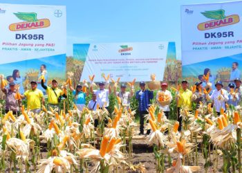 Wabup Hadiri Panen Jagung Bioteknologi