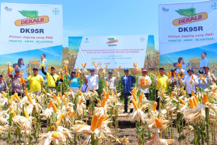 Wabup Hadiri Panen Jagung Bioteknologi