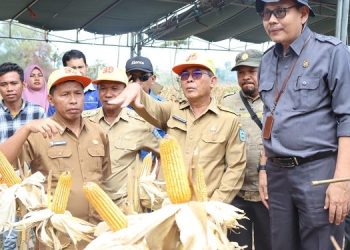 Pengembangan Tanaman Jagung Dompu Spektakuler