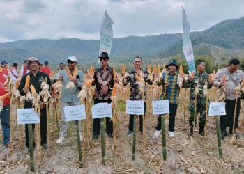 Asisten 3  Hadiri Panen Raya Jagung Hybrida Raja Tujuh R7 di Kecamatan Pajo   