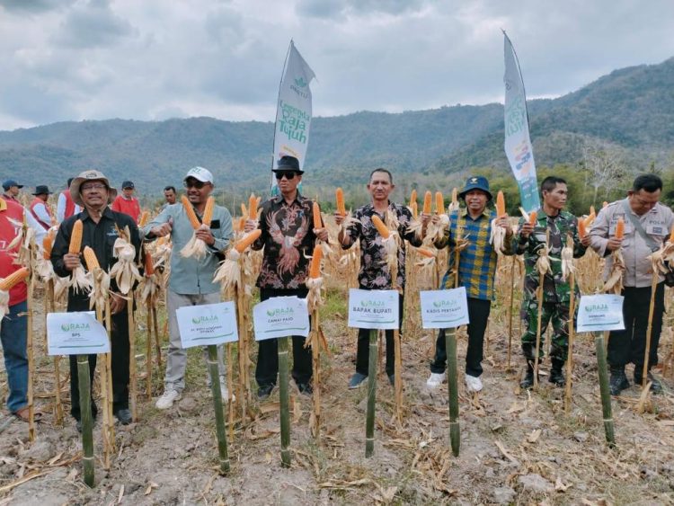 Asisten 3  Hadiri Panen Raya Jagung Hybrida Raja Tujuh R7 di Kecamatan Pajo   
