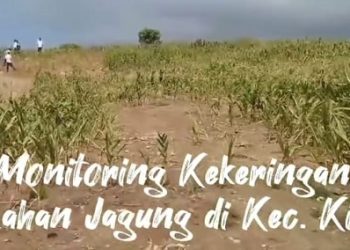 Kepala Distanbun Dompu Monitoring Kekeringan di Kecamatan Kilo