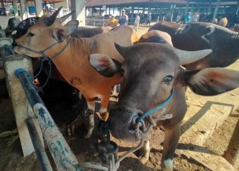 Optimalisasi Potensi Pengembangan Ternak Sapi di Dompu…(2)