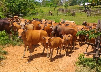 Optimalisasi Potensi Pengembangan Ternak Sapi di Dompu…(3)