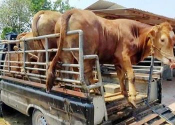    Disnakeswan Dompu Komit Awasi Lalulintas Ternak   