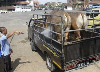 Kesehatan Ternak yang Lewat Tetap Diperiksa Pertugas Disnakeswan