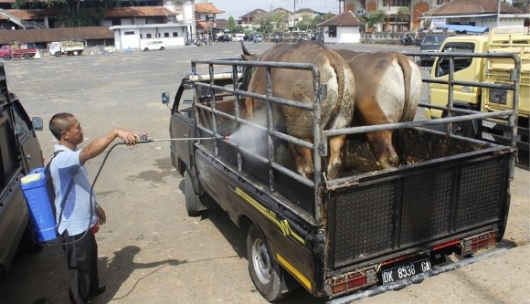 Kesehatan Ternak yang Lewat Tetap Diperiksa Pertugas Disnakeswan
