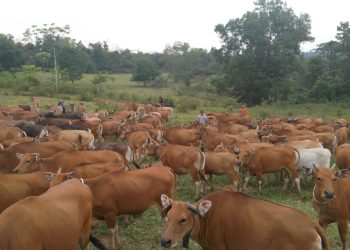 Akademisi Edukasi Petani Ternak Dompu   