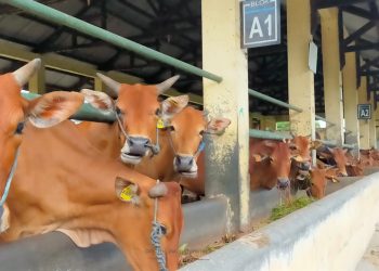 Optimalisasi Potensi Pengembangan Ternak Sapi di Dompu…(4)