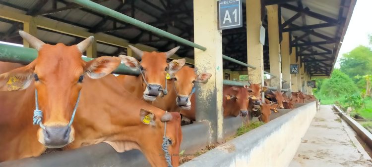 Optimalisasi Potensi Pengembangan Ternak Sapi di Dompu…(4)