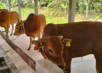 Optimalisasi Potensi Pengembangan Ternak Sapi di Dompu…(5)