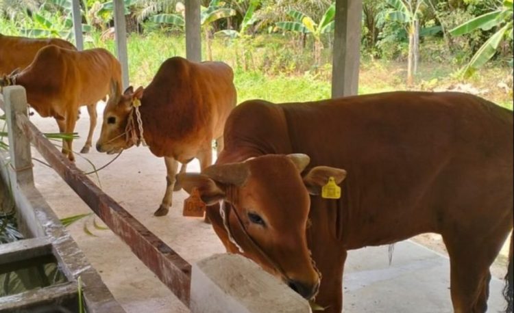 Optimalisasi Potensi Pengembangan Ternak Sapi di Dompu…(5)