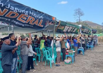 Jagung Varietas Hulk Hebohkan Petani Dompu, Hasil Panen Tembus Diatas 10 Ton Per Hektare