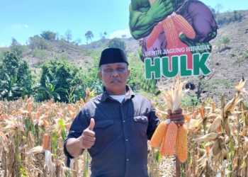 Cerita Sukses Uba La Ali, Dua Kali Gagal Tanam, Berhasil dengan Bibit Jagung HULK