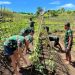 ‎Transformasi Lahan Tidak Produktif Menjadi Area Pertanian, Terobosan Prajurit Denma Brigif TP 31/PS‎