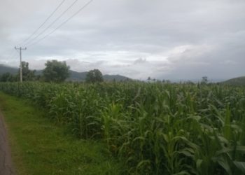Jagung dan Arah Baru Pertanian Dompu…(1)  ‎