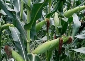 Catatan Impresif Keberhasilan Tanaman Jagung Musim Tanam 2025-2026….(1)