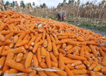 Catatan Impresif Keberhasilan Tanaman Jagung Musim Tanam 2025-2026….(2) 