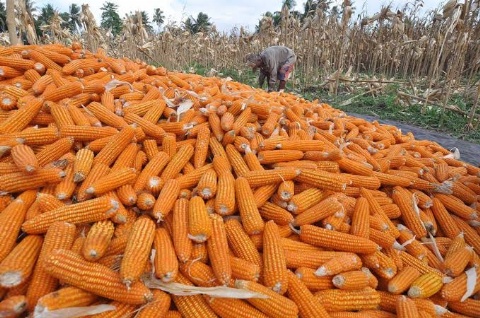 Catatan Impresif Keberhasilan Tanaman Jagung Musim Tanam 2025-2026….(2) 