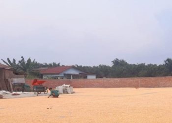 Catatan Impresif Keberhasilan Tanaman Jagung Musim Tanam 2025-2026….(3) 