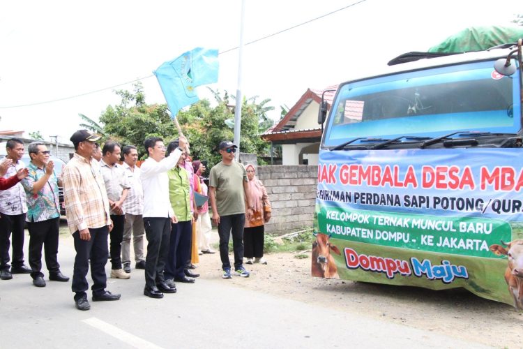 ‎Bupati Dompu Lepas  Sapi Potong Qurban menuju Jakarta  ‎