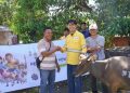 Perkuat Hubungan Sosial, STM Distribusikan 11 Ekor Sapi untuk Masyarakat Dompu