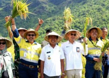 Ketika Sawah Tetangga Panen Dua Kali Lipat, Petani Maluk Mulai Melirik Pertanian Organik Inisiatif AMMAN
