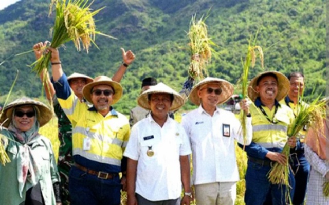 Ketika Sawah Tetangga Panen Dua Kali Lipat, Petani Maluk Mulai Melirik Pertanian Organik Inisiatif AMMAN